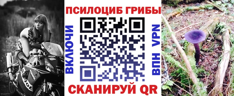 где купить   Королёв  Галлюциногенные грибы GOLDEN TEACHER 